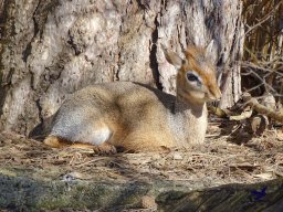 Tiergarten Schönbrunn am 05.03.2026